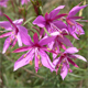 Epilobium dodonaei